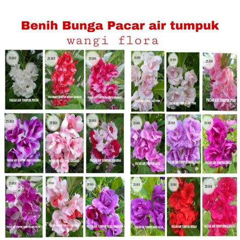 Jual Benih Pacar Air Tumpuk Biji Biji Warna Terlengkap Shopee