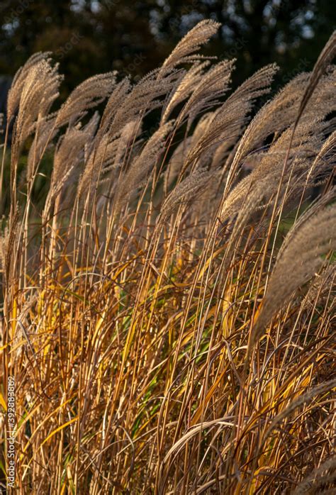 Tall Grass Miscanthus Sinensis Positano Blowing In The Wind In Golden