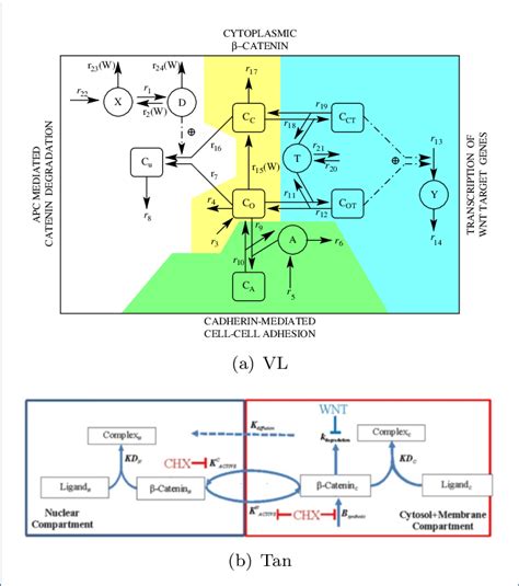 Subcellular Model Schematics A Schematic Representation Of The Vl