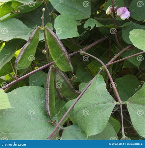 Platte Bonen En Heldabonen Romano Boon Phaseolus Vulgaris Helda Stock