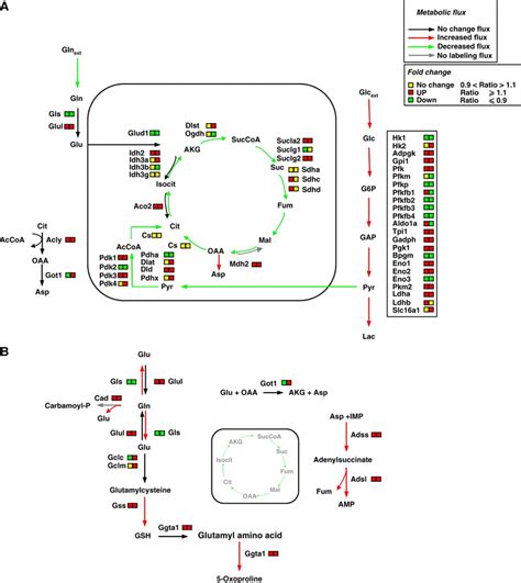 Schematic Integrative Representation Of Metabolic Fluxes And