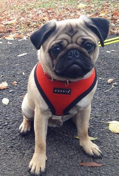 Pug in red Pet Pictures, Cute Pugs, Pug Lover, Best Dogs, French ...