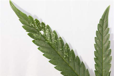 The Most Common Pests Threatening Your Cannabis Plants