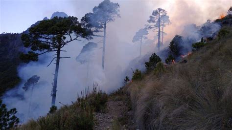 Al Menos 200 Hectáreas Devastadas Por Incendios Forestales Nbc Diario