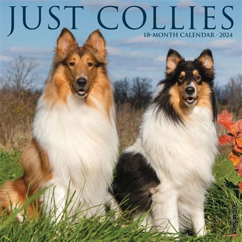 2024 Border Collie Calendar Leyla Ophelia