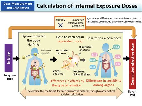 Calculation Of Internal Exposure Doses Moe