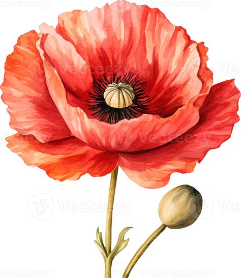 Watercolor Drawing Of Red Poppy Flowers Isolated On White Botanical