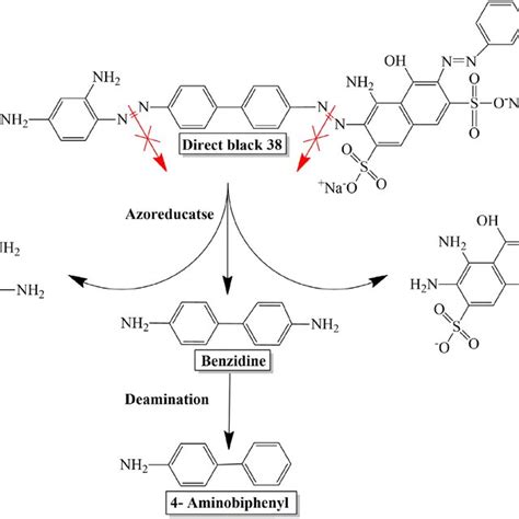 Degradation Pathway Of The Azo Dye Direct Black 38 By E Gallinarum