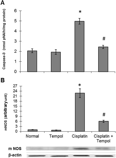 Effect Of Tempol On Cisplatin Induced Changes In Caspase Activity And