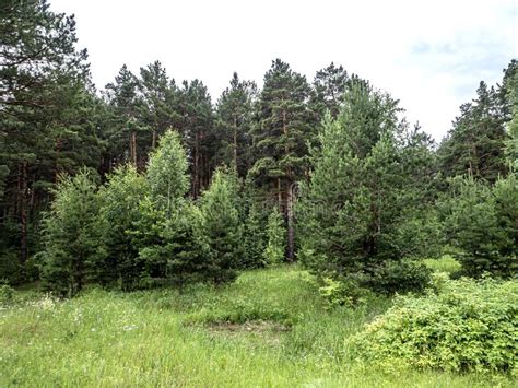 Green Clean Large Forest Clearing In Summer Stock Photo Image Of Land