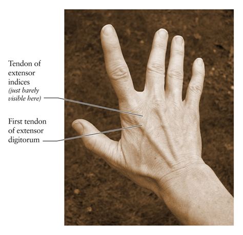 Dorsal Surface Of Wrist