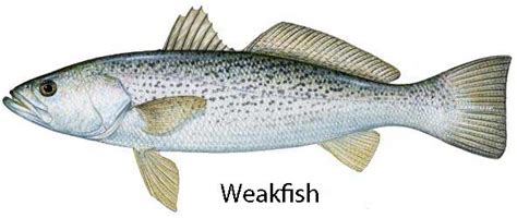 Weakfish