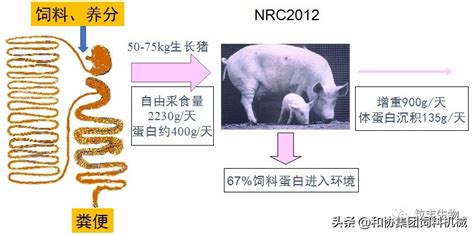 论发酵饲料是如何降低生猪养殖成本 知乎