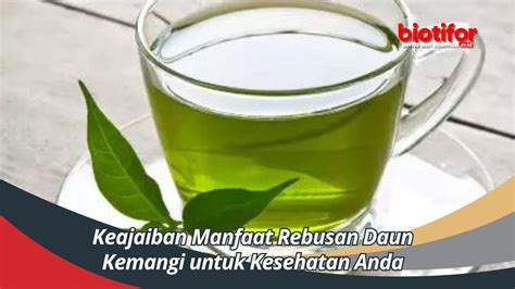 Keajaiban Manfaat Rebusan Daun Kemangi Untuk Kesehatan Anda Biotifor