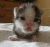 Tiny Kitten Roaring GIF - Find & Share on GIPHY