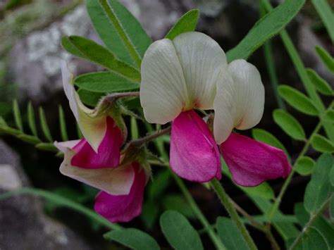 Goats Rue Quest For The Longleaf Pine Ecosystem