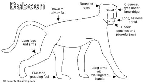 Baboon Printout/Coloring - Enchanted Learning