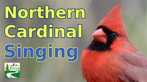 Cardinal Singing And Call Sounds Youtube