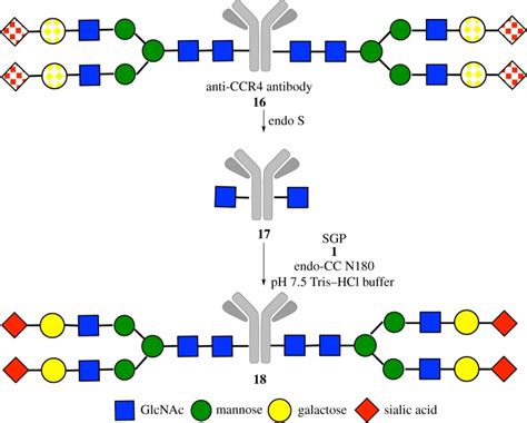 Acceptor Range Of Endo β N Acetylglucosaminidase Mutant Endo Cc N180h