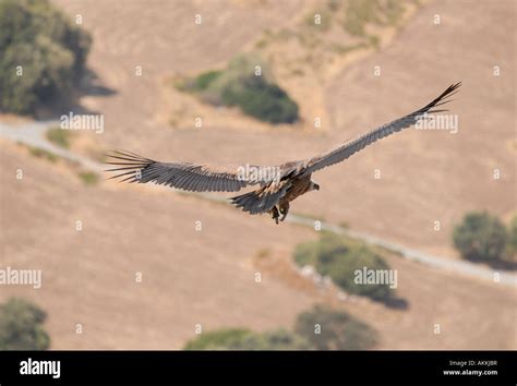 Griffon Vulture Soaring Stock Photo Alamy