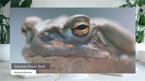 Jaguar Vs Toad Difference Between Bufo Toad Venom And Synthetic Meo