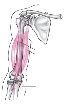 KIN 380 Exam 3 Muscles Flashcards Quizlet