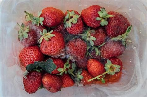 Fresas Podridas Moho En Las Bayas Producto Podrido Comida En Mal Estado