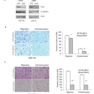 Snail Knockdown Inhibits Cell Motility And Invasiveness KAT 18 And