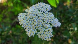 Yarrow A Complete Grow Care Guide Achillea Millefolium Growit