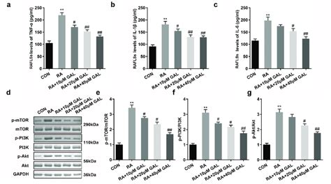 Galangin Suppresses Inflammatory Cytokine Secretion And The