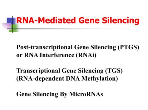 Ppt Post Transcriptional Control Powerpoint Presentation Id 321742