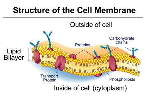 Tj Schematic Diagram Of Typical Membrane Proteins In A Biological