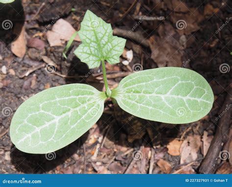 Zucchini Sprouts Royalty Free Stock Photo 14587119