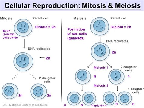 Eukaryotic Cell Reproduction Chromosome Structure Study