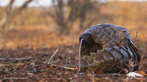 Lapalala A Conservation Haven For Pangolins And Their Pangopups