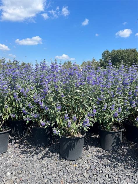 Caryopteris x clandonensis ‘Dark Knight’; Dark Knight Blue Mist ...