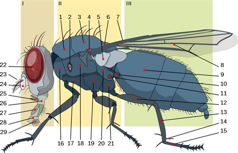 File Housefly Anatomy Key Svg Spiracles In Housefly Clipart