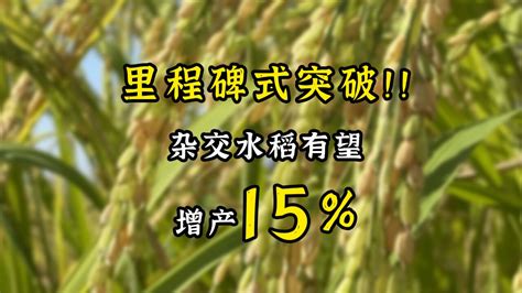 超级杂交水稻要来了中国科学家破解水稻生殖隔离之谜有望增产15 腾讯视频