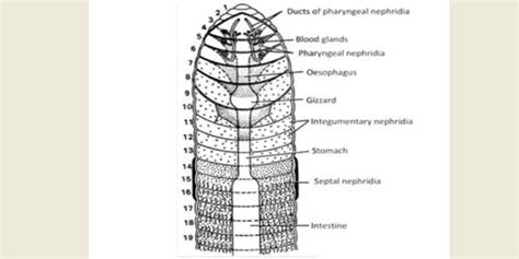 What Is The Purpose Of Nephridia In Earthworms The Earth Images