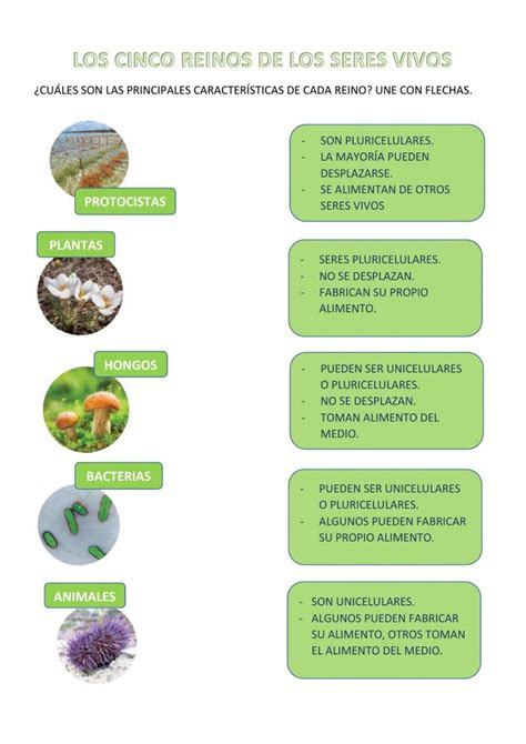 Los Reinos De Los Seres Vivos Activity Clasificacion De Seres Vivos