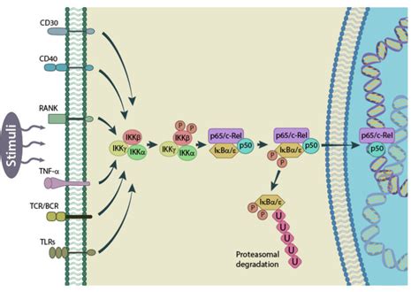 What Is The Nf B Pathway Mechanobiology Institute National