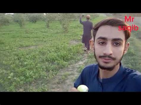 Aaj Ka Vlog Amrud Ki Katai Aur Packing Dikhayenge Mr Saqib YouTube