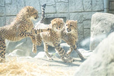 【フォトジェニックなカメラ女子旅】ベビーラッシュの動物園でふわもこの赤ちゃんアニマルに癒されよう｜るるぶandmore