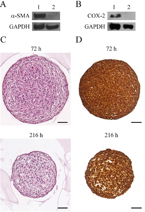 Figure 1 From Development Of A Stromal Microenvironment Experimental