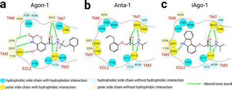 The 16 Important Residues That Form Polar Andor Hydrophobic