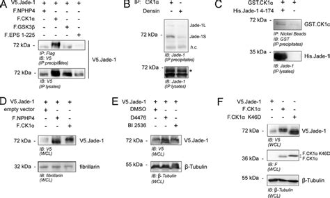 The Canonical Wnt Pathway Kinase CK1 Interacts With And Phosphorylates