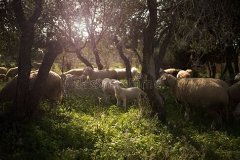 Imagen Pastoral Con Un Reba O De Ovejas Y Un Cordero Al Fondo De Los