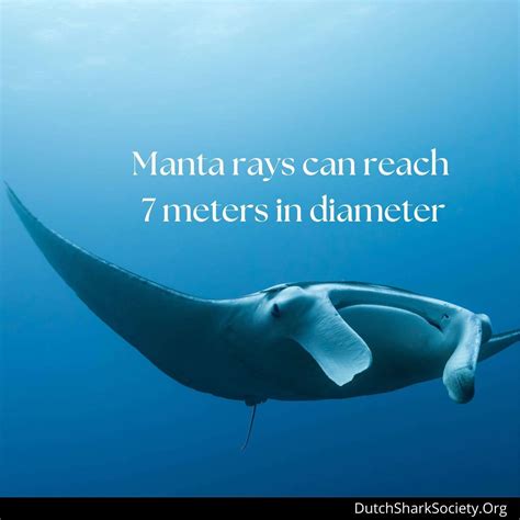 What Is The Difference Between Manta Ray Vs Stingray