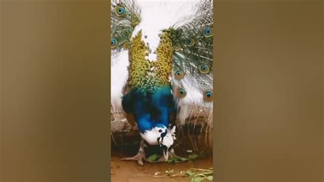 Amazing White Peacock 🦚🦚 Dancepeacock Opening Feathersandbird Sound