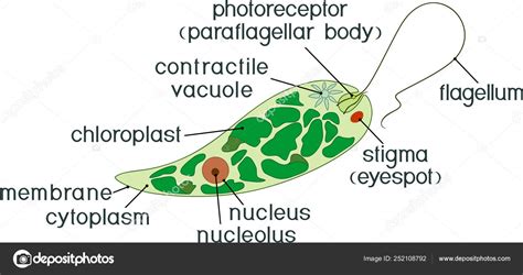 Diagramme D Ediagramme D Euglena Structure D Euglena Viridis Avec